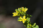 Spotted St. Johnswort